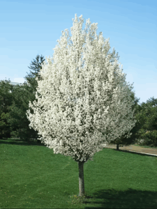 Chanticleer Tree